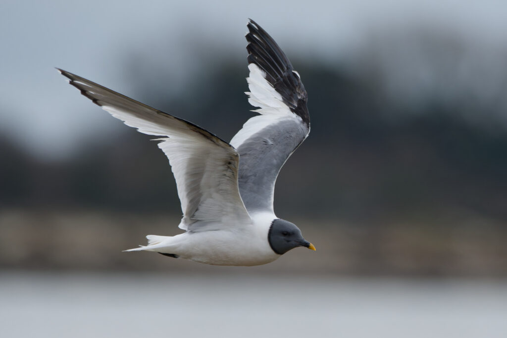 Photo of Sabine's Gull